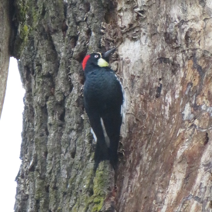 Acorn woodpecker perched on the side of a tree