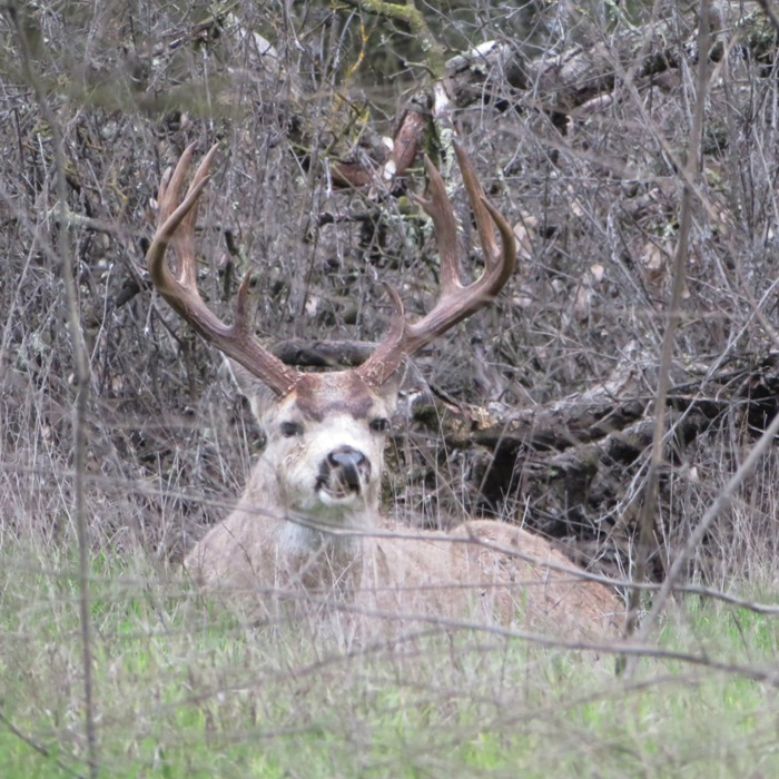 Ten point buck at the edge of the woods