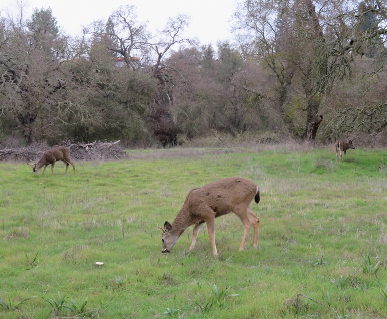 Three bucks, the closest about 50 feet away