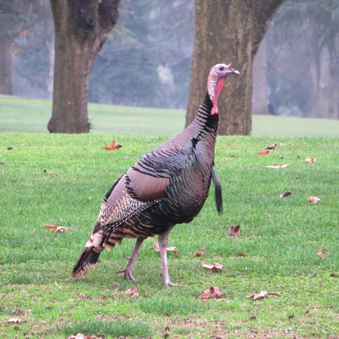 Wild turkey