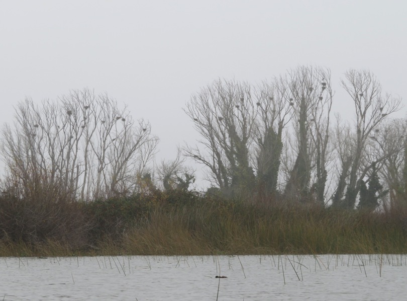 Heron rookery