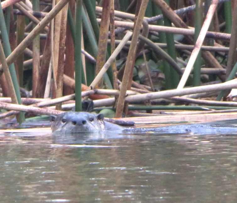 River otter swimming