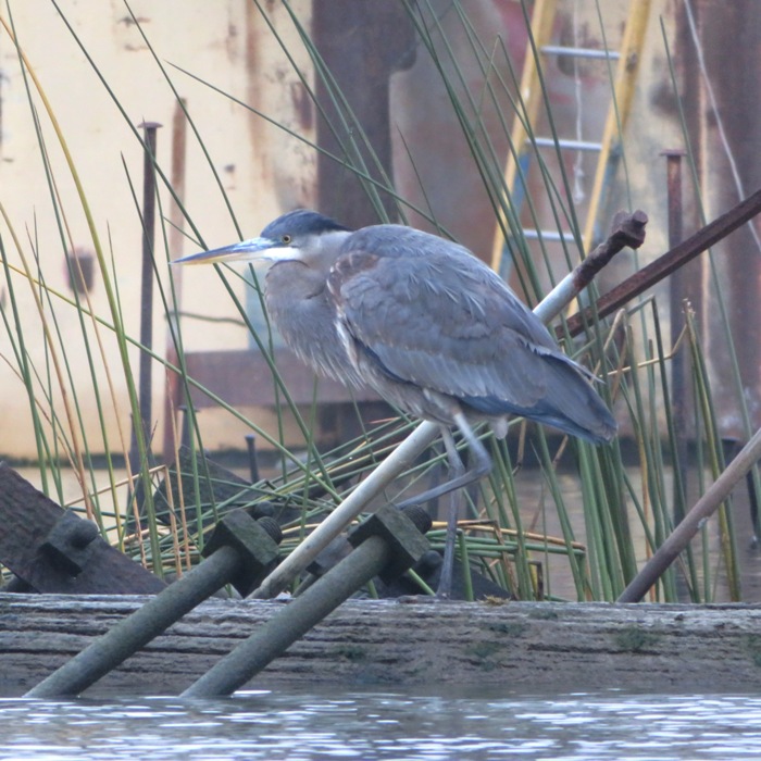 Great blue heron sitting on something industrial