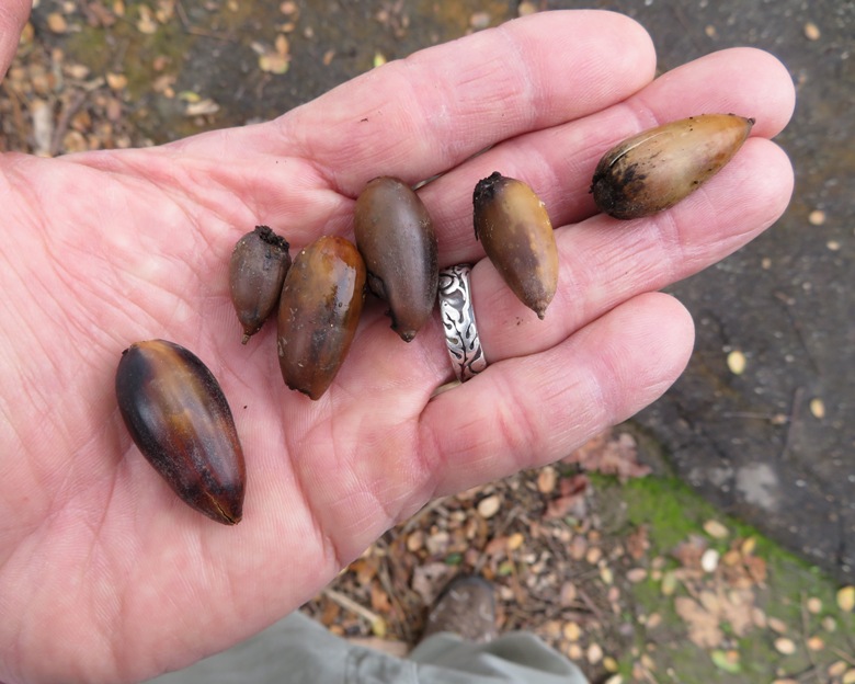 Six pointy acorns in hand