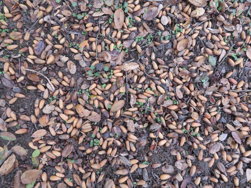 Several dozen acorns on the ground