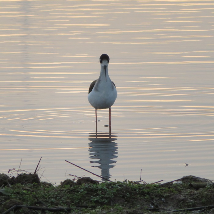 Front view of black-necked stilt