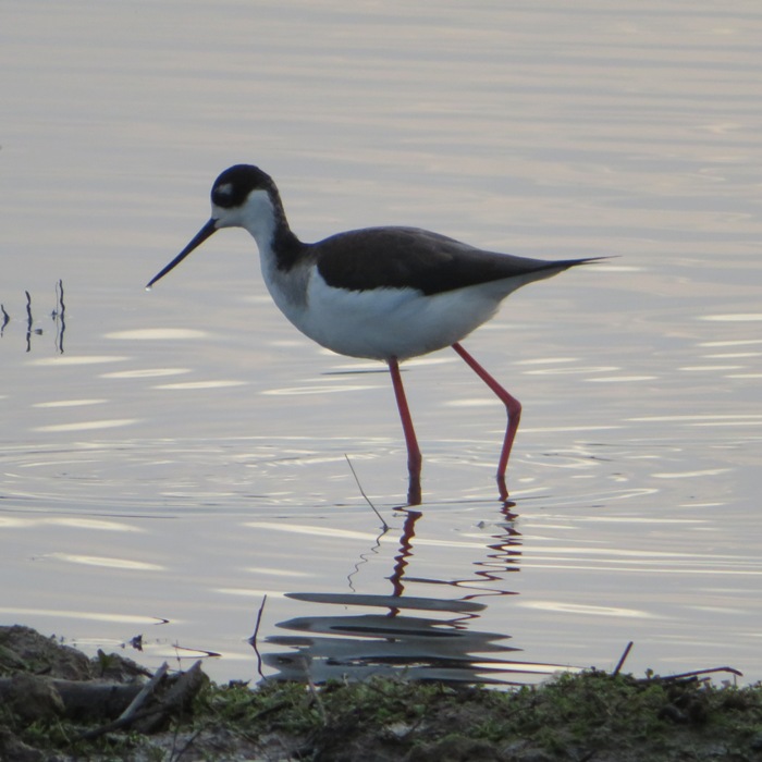 Side view of black-necked stilt