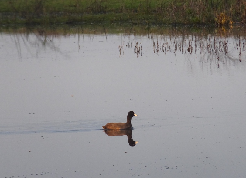 American coot in water