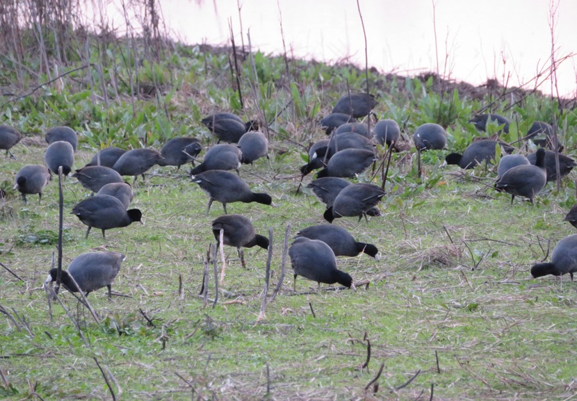 Many coots on land