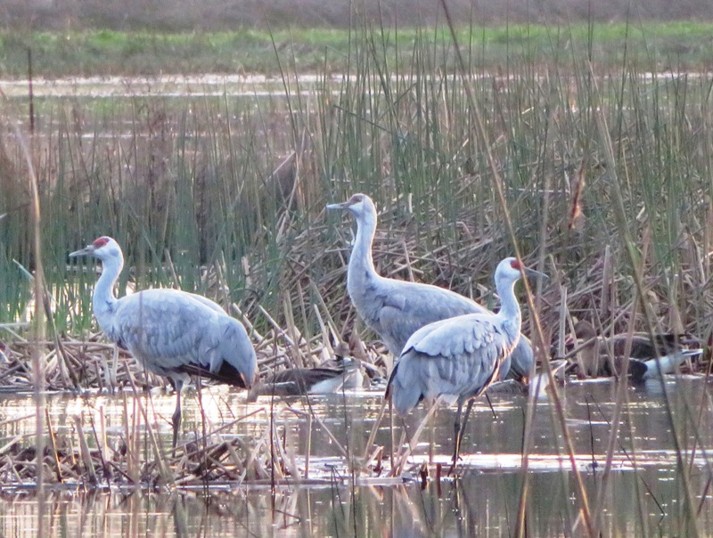 Three sandhill cranes in the reeds