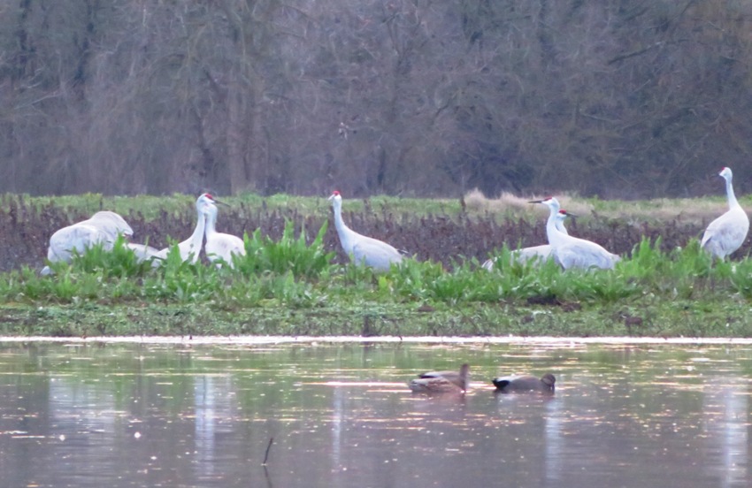 Several sandhill cranes with ducks in the foreground