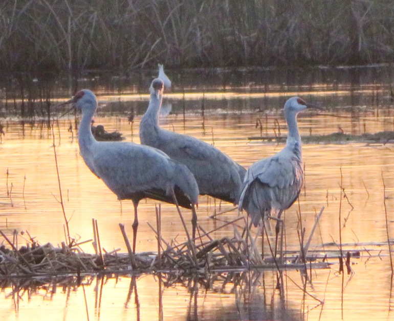 Three sandhill cranes in low light