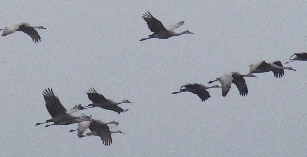 Sandhill cranes in flight