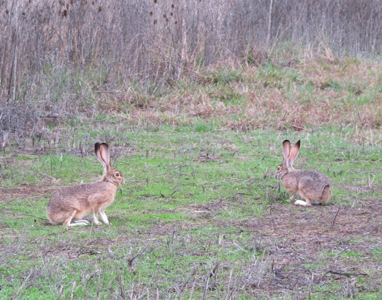 Jack rabbits.  These are bigger than the rabbits I've seen back east.