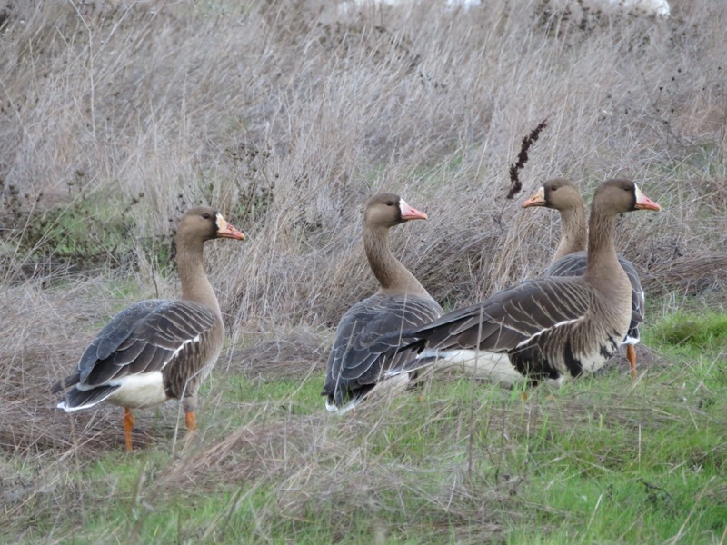 Four greater white fronted geese