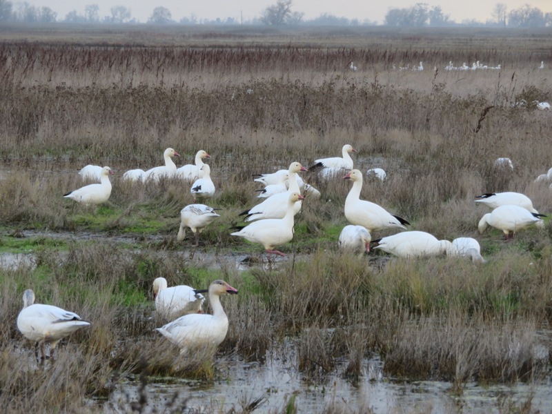 Lots of snow geese in a wet area