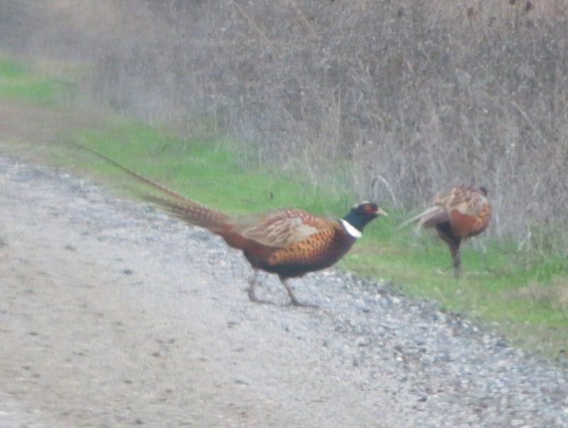 Two ring necked pheasants