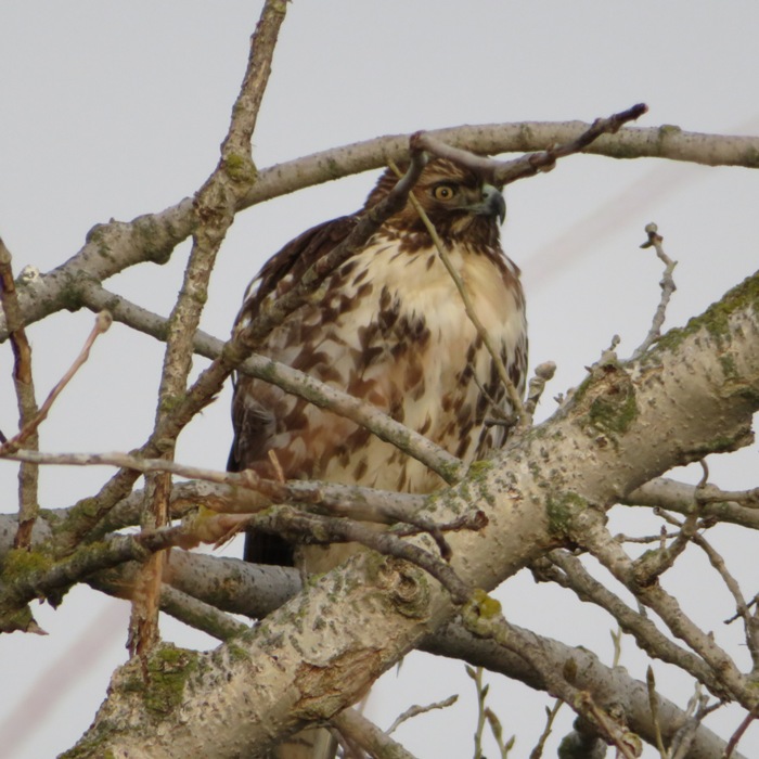 Likely a red-tailed hawk