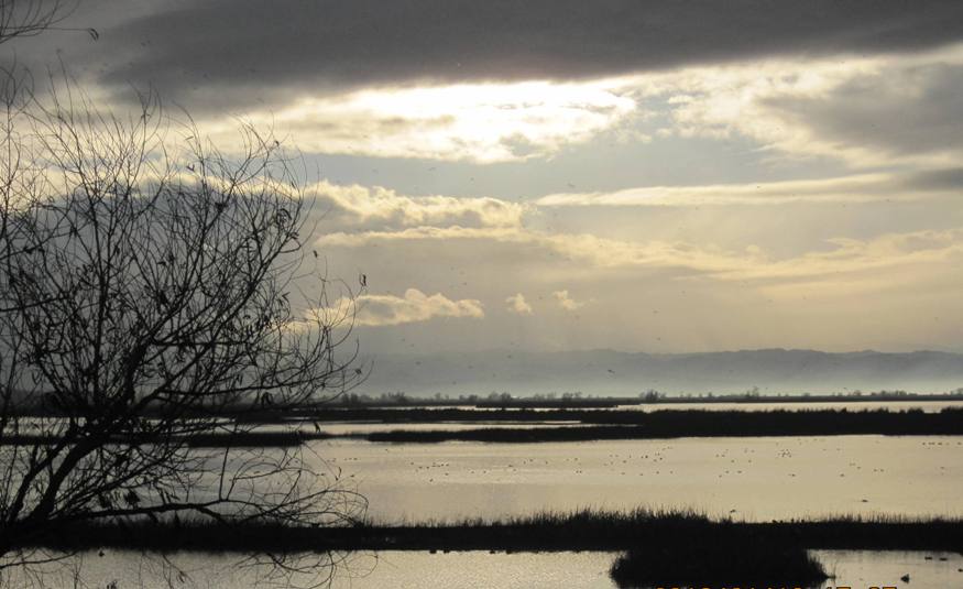 Wetlands in low light