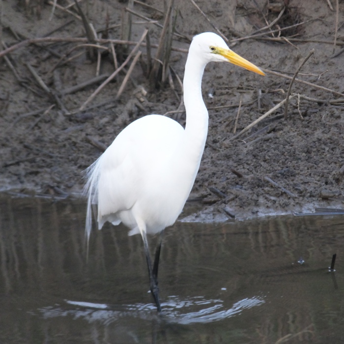 Great egret wading