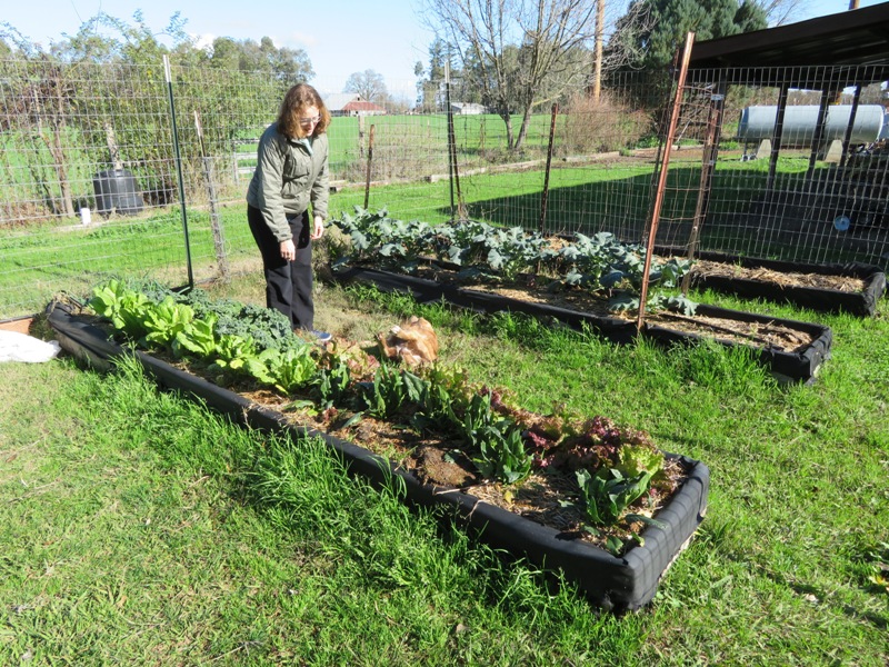 Norma reaching down between raised garden beds to give Babe a belly rub