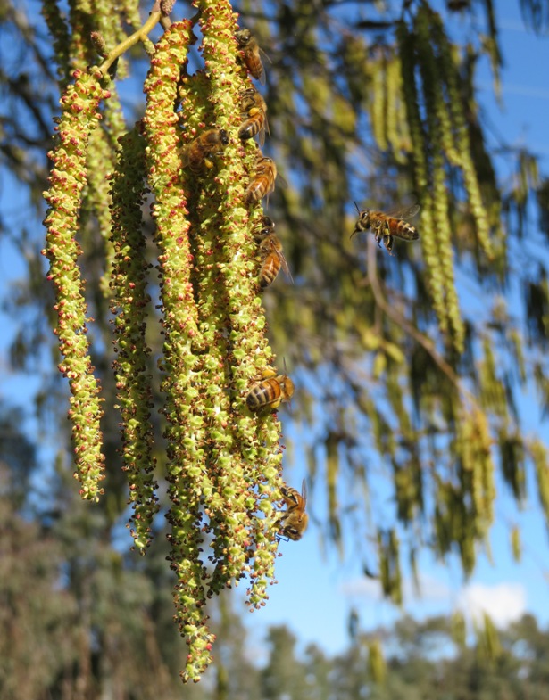 Honey bees around an alder tree