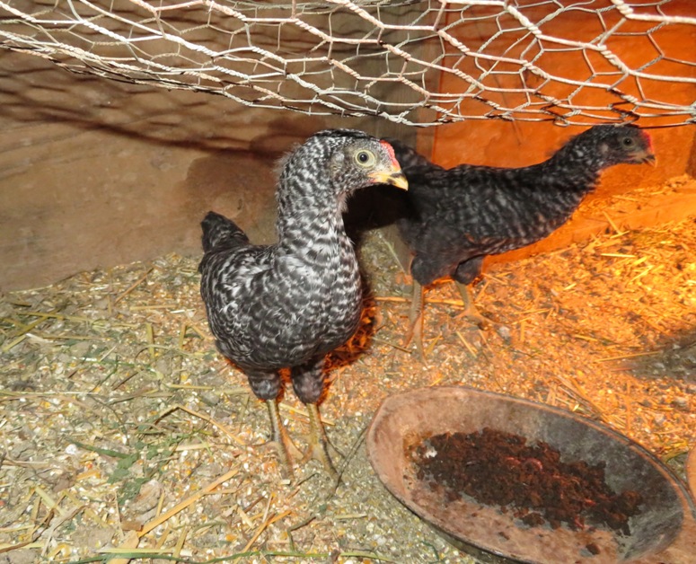 Two black and white pullets