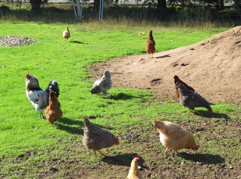 Several free range chickens