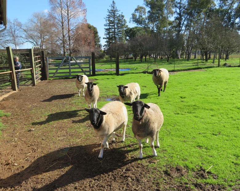 Six sheep approaching