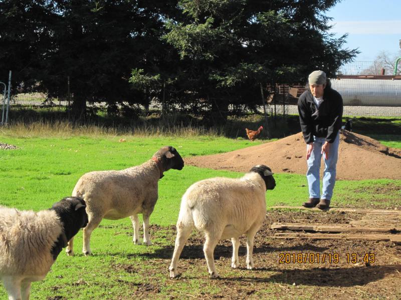 Me calling the sheep as if they are dogs