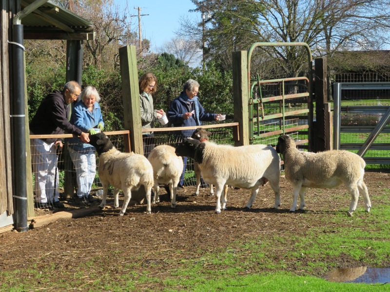 Mom, Dad, Norma, and Marie giving the sheep treats