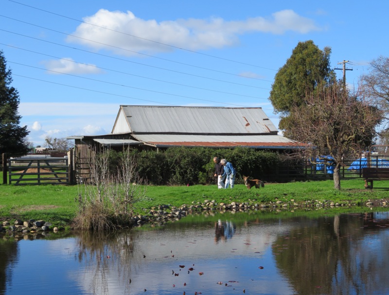 Dad, Marie, and Babe in front of the barn and behind the pond