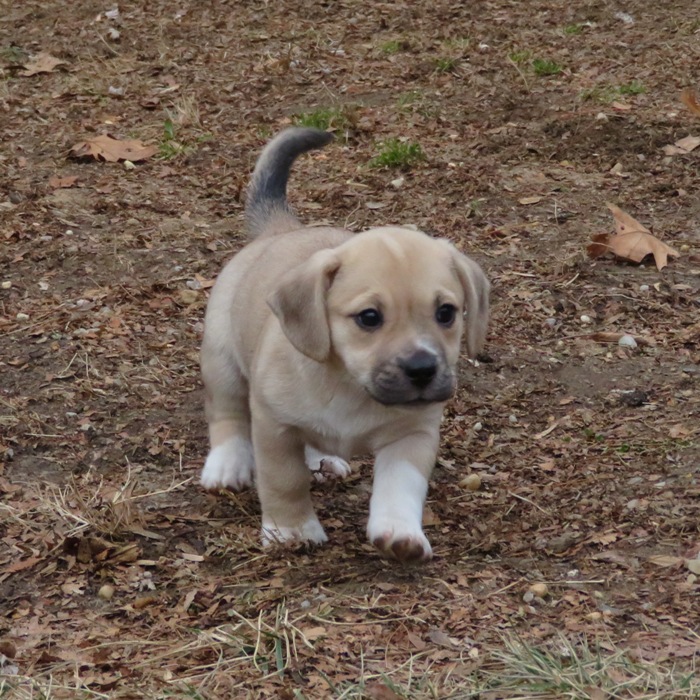 Daphne walking in our back yard