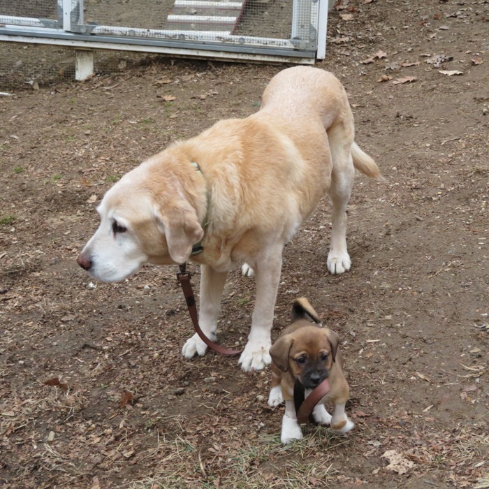 Rosco walking Bailey