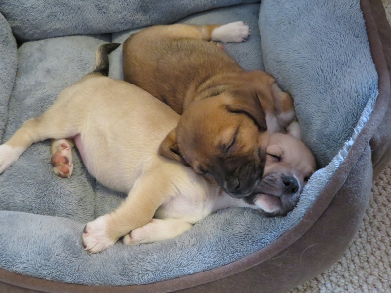 Daphne and Rosco asleep in same bed