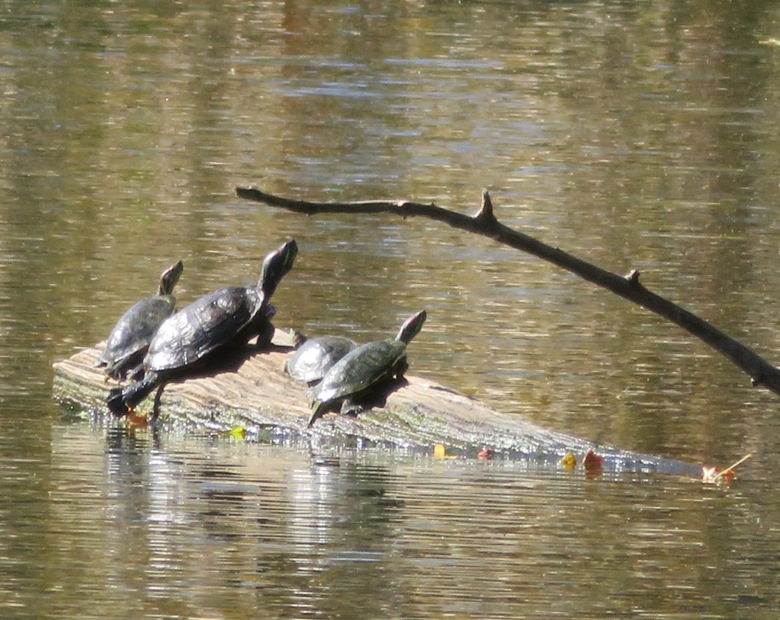 Turtles on a log