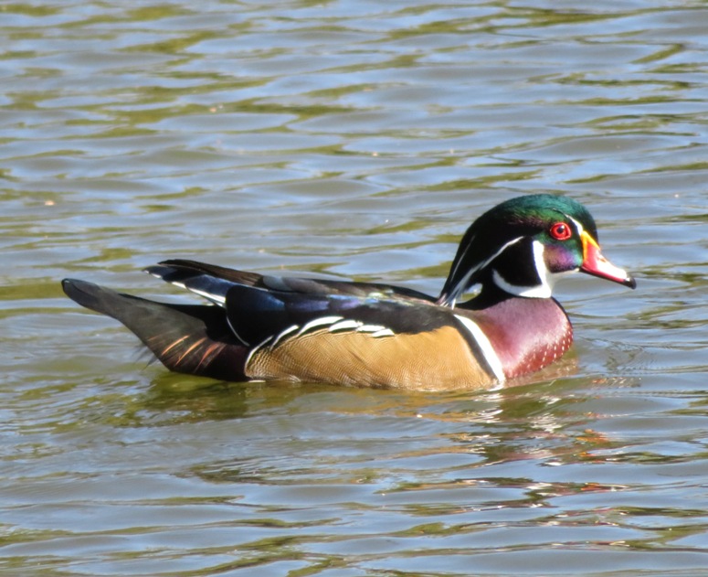 Male wood duck on water