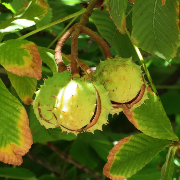 Spiky round balls on tree