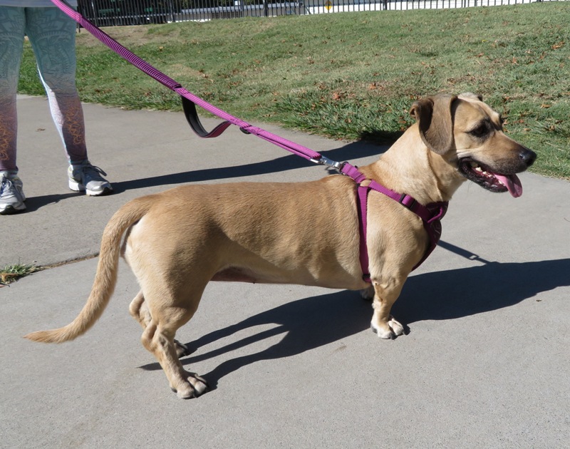 Long dog with short legs