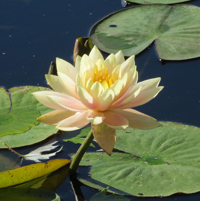 Water lily