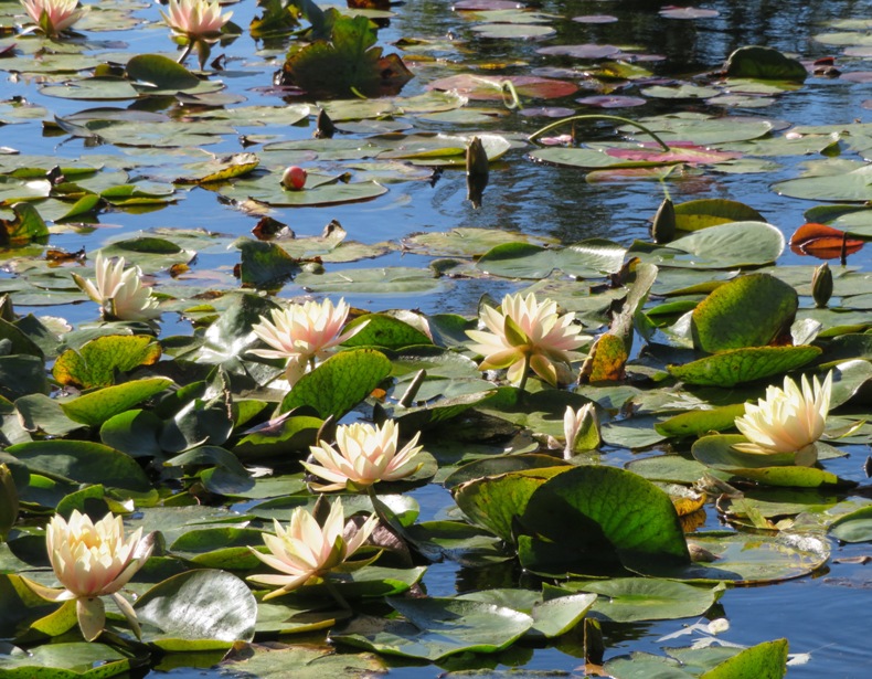 Several water lilies