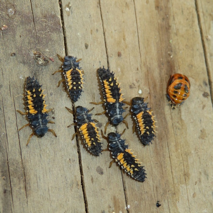 Ladybug nymphs