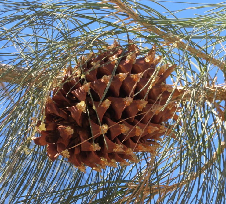 Pine cone