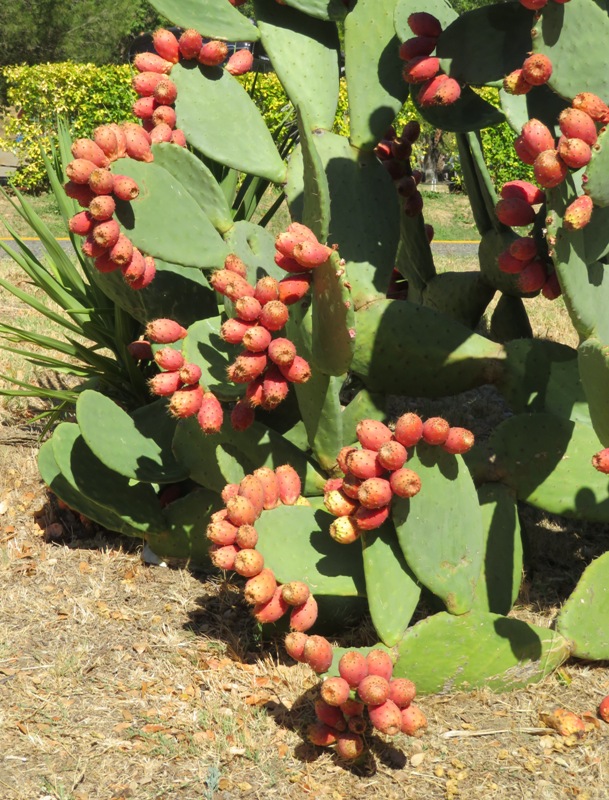 Prickly pear cactus with fruit