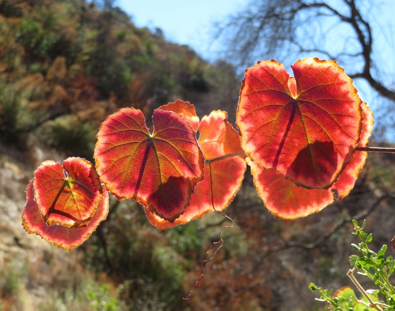 Red leaves with yellow edges on tree