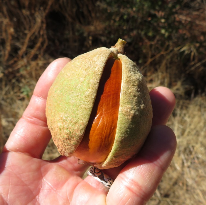 Horse chestnuts