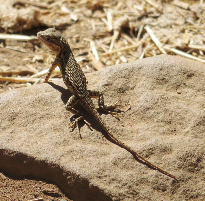 Western Fence Lizard on rock