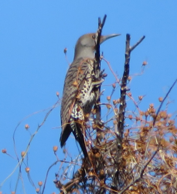 Northern flicker perched in tree