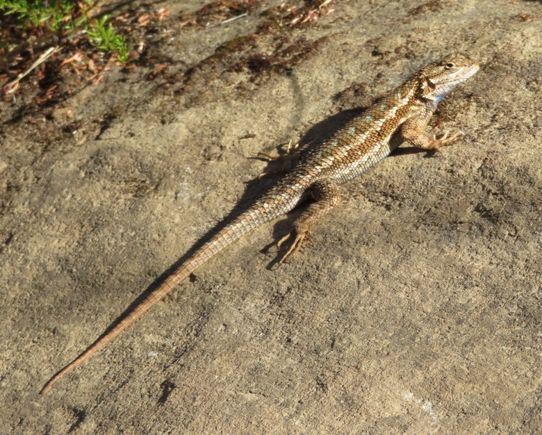 Lizard sunning itself on rock