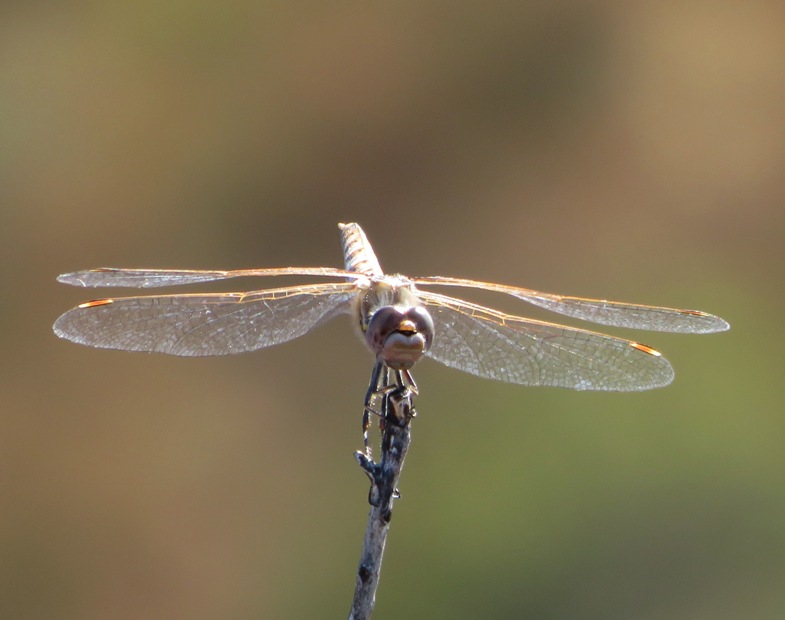 One of several dragonflies